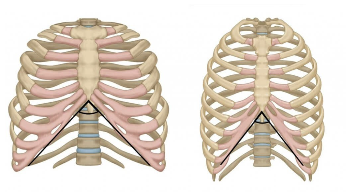 Wider Ribs After Pregnancy? 5 Exercises To Fix Rib Flare ...
